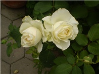 5607ff64-Picture 6226.jpg